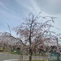 おの桜づつみ回廊の写真・動画_image_1323785