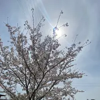 おの桜づつみ回廊の写真・動画_image_1323786