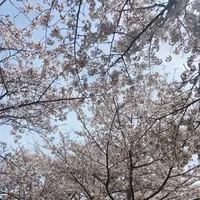 おの桜づつみ回廊の写真・動画_image_1323787