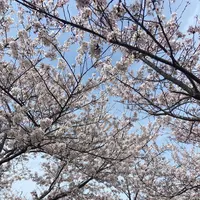 おの桜づつみ回廊の写真・動画_image_1323788