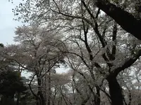 大宮公園の写真・動画_image_132432
