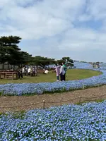 国営ひたち海浜公園の写真・動画_image_1335901