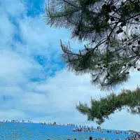 国営ひたち海浜公園の写真・動画_image_1335912