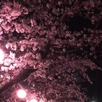 真間川沿い桜並木の写真・動画_image_1362832