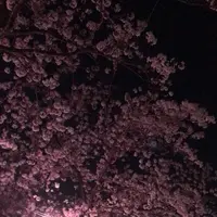 真間川沿い桜並木の写真・動画_image_1362833