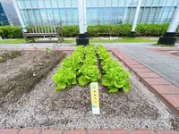 天空の農園（大阪ステーションシティ内）の写真・動画_image_1367888