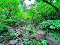 中自然の森の写真・動画_image_1369326