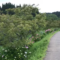 瀬又・村田川の鯉のぼりの写真・動画_image_1376526