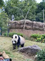 上野動物園の写真・動画_image_1497507