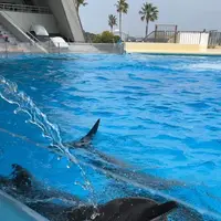 マリンワールド海の中道の写真・動画_image_1591821