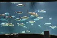 葛西臨海水族園の写真・動画_image_1608022