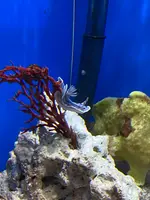 しながわ水族館の写真・動画_image_1672701