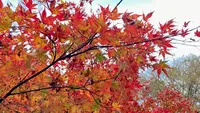 花貫渓谷の写真・動画_image_1716259