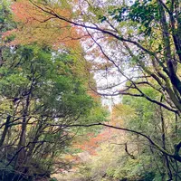 花貫渓谷の写真・動画_image_1716261