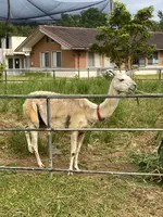 ネオパークオキナワの写真・動画_image_1732560