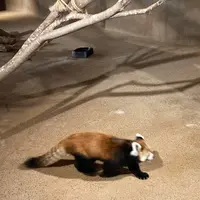 ネオパークオキナワの写真・動画_image_1732563