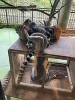 ネオパークオキナワの写真・動画_image_1732564