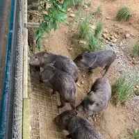 ネオパークオキナワの写真・動画_image_1732565