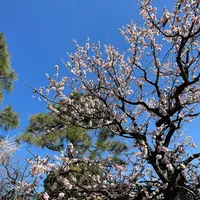 亀戸天神社の写真・動画_image_1786902