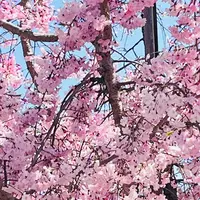 名古屋城の写真・動画_image_1805242