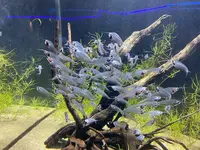 カワスイ川崎水族館の写真・動画_image_1820613