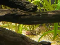 カワスイ川崎水族館の写真・動画_image_1820614