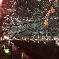 目黒川の桜並木の写真・動画_image_226716