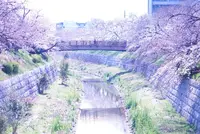 山崎川四季の道の写真・動画_image_226899