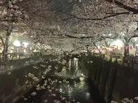 目黒川の桜並木の写真・動画_image_227228