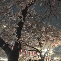 目黒川の桜並木の写真・動画_image_227229