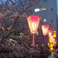 目黒川桜の写真・動画_image_227684