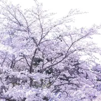 光前寺庭園の写真・動画_image_233397