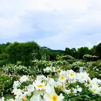 花フェスタ記念公園の写真・動画_image_240400