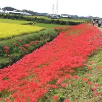矢勝川の彼岸花の写真・動画_image_269123