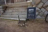 ネコノシマホステルの写真・動画_image_285152