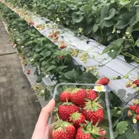 オランダ村の写真・動画_image_302809