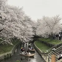 小江戸川越春の舟遊の写真・動画_image_307912