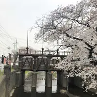 小江戸川越春の舟遊の写真・動画_image_307913
