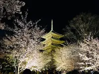 東寺（教王護国寺）の写真・動画_image_311719