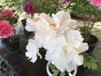 花と泉の公園「れいなｄｅふろーれす」の写真・動画_image_315239