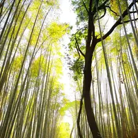 嵐山 竹林の小径の写真・動画_image_318598