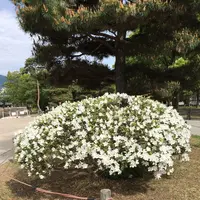 松本城の写真・動画_image_319001