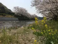 田んぼをつかった花畑の写真・動画_image_319523