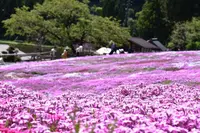 國田家の芝桜の写真・動画_image_320139