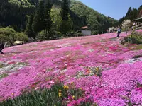 國田家の芝桜の写真・動画_image_320140