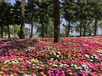 淡路島国営明石海峡公園の写真・動画_image_321057