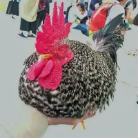 行船公園の写真・動画_image_323115