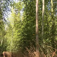 嵐山 竹林の小径の写真・動画_image_324882