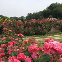 花フェスタ記念公園の写真・動画_image_325152
