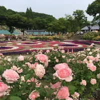 花フェスタ記念公園の写真・動画_image_325155